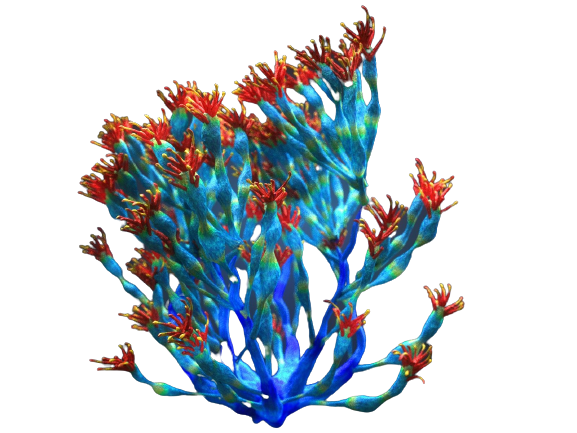 #reef